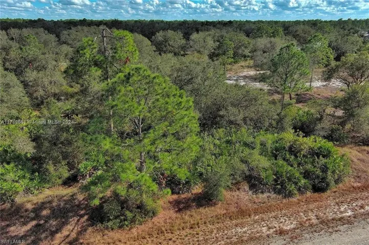 Aerial view of a forest