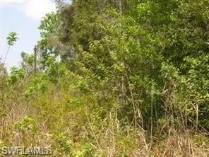 View of local wilderness