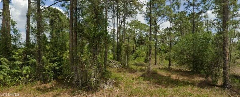 View of tree filled area