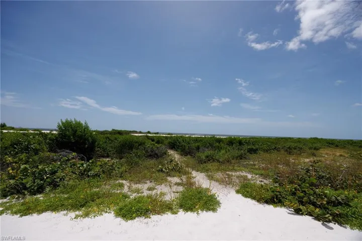 View of local wilderness