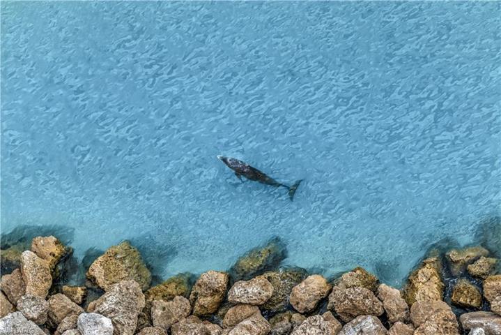 Watch Dolphins Play