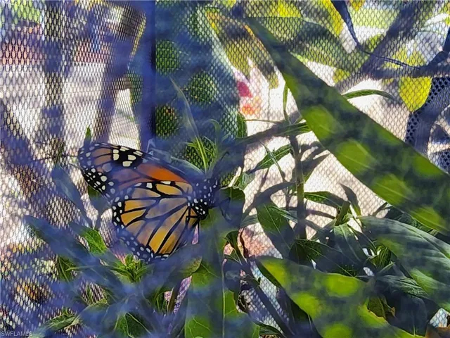 Baby Monarch Butterfly