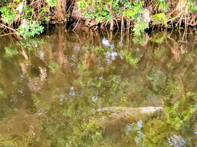 Manatee in Canal