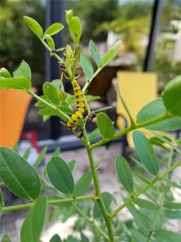 Sulphur Butterfly Cat on popcorn cassia