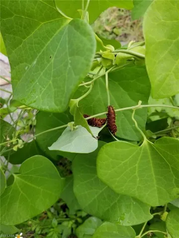 Polydamas Swallowtail Cats on Dutchman Pipevine