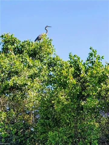Wildlife in back yard