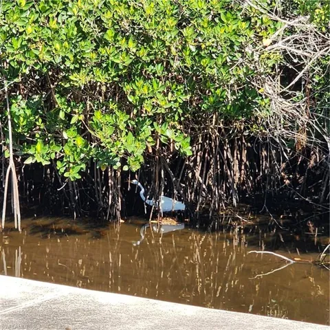 Egret in Canal