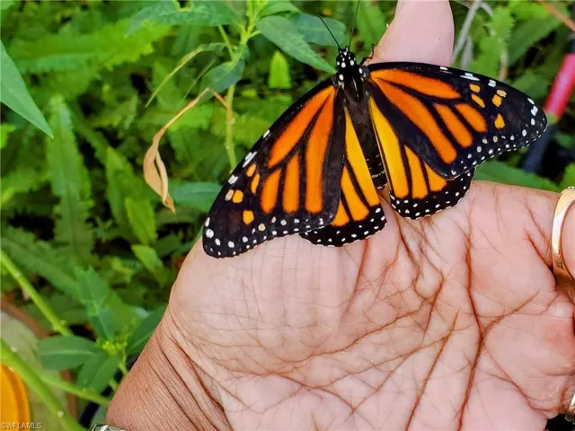 Monarch on Milkweed