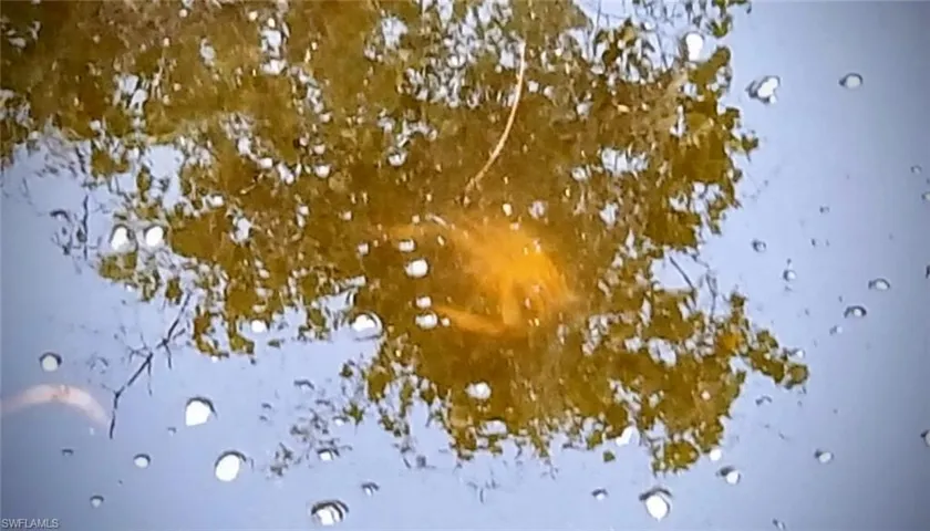 Crab in canal