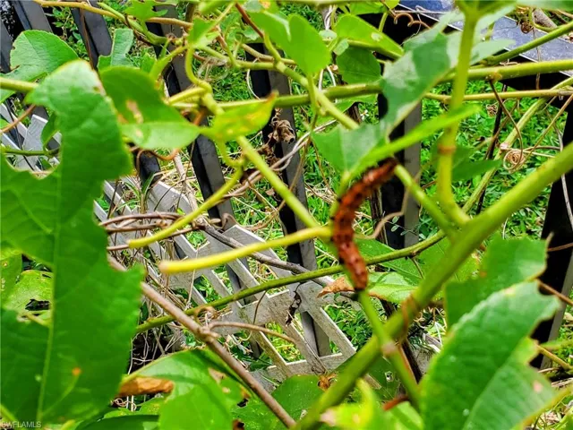 Gulf Frittillary Cat on Passion vine