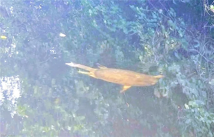 Turtle in Canal