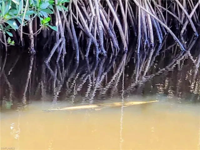 Large Gar in Canal