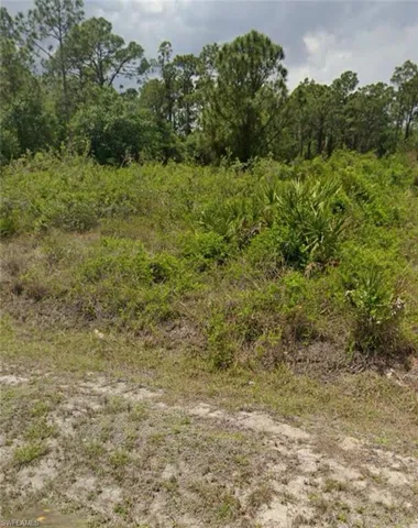 View of local wilderness
