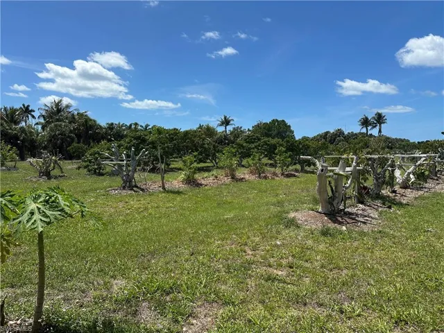 View of fruit trees from back patio