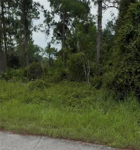 Wooded lot featuring mature pine trees and varied ground foliage