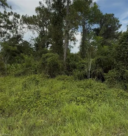 Heavily wooded lot with dense foliage
