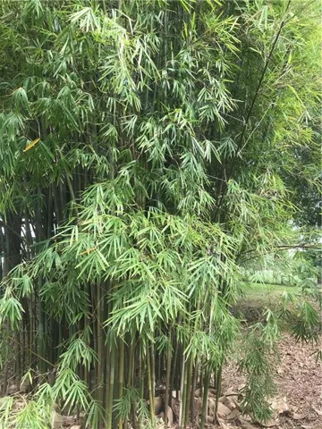 Bamboo in Backyard