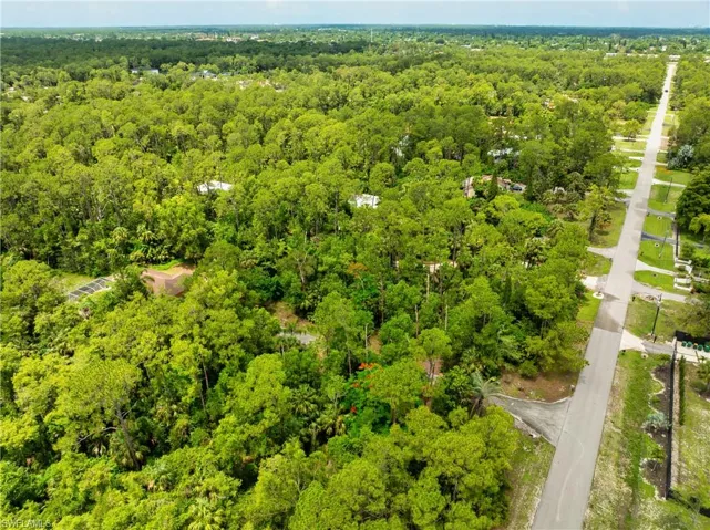 Bird's eye view of a forest