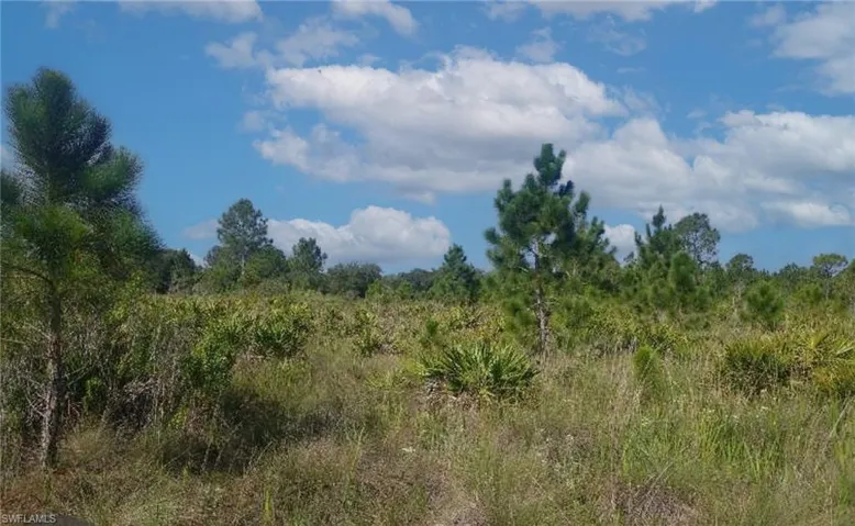 View of local wilderness