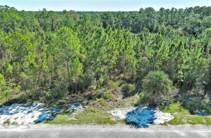 Bird's eye view of a forest