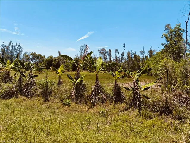 Banana trees line front of property, right side stake in photo.