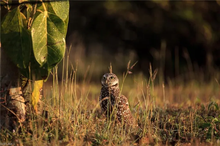 Burrowing owl in Tigertail Beach area