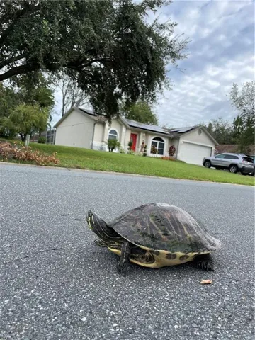 Wildlife In the neighborhood