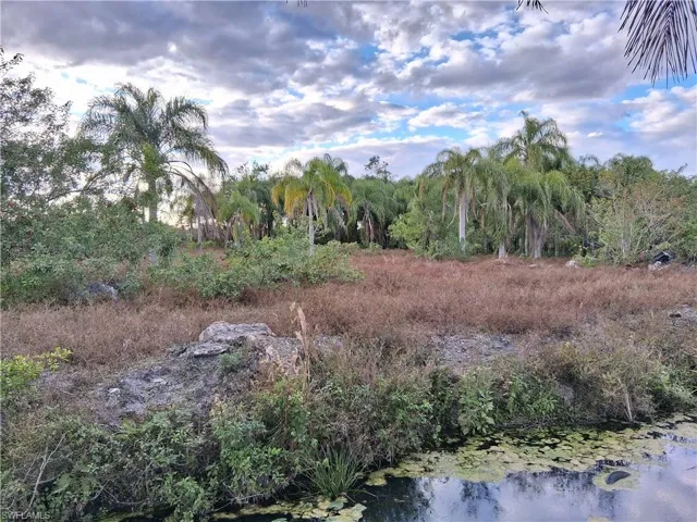 View of local wilderness