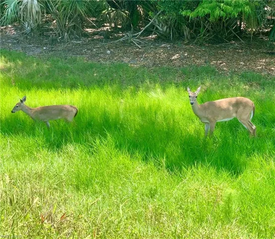 Deer on property