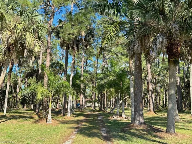 Beautiful tree lined drive to home hundreds of feet from the road.
