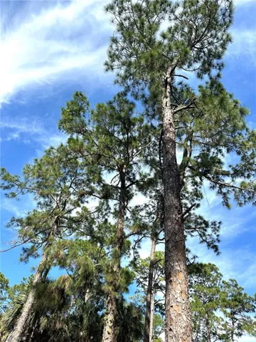 Majestic mature trees.With selective removal of smaller palms and trees this property could be a real oasis!