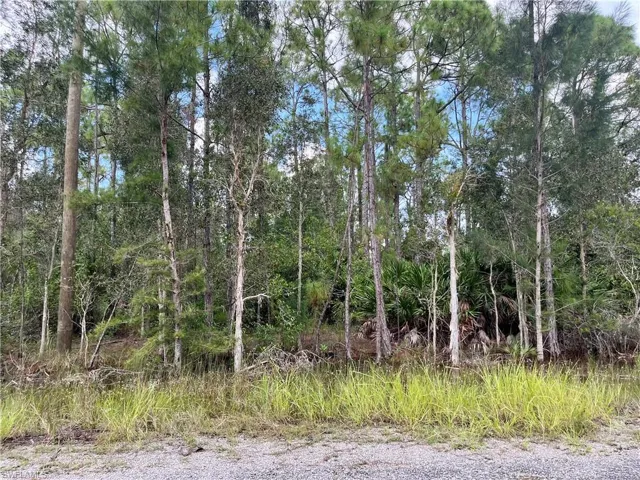 View of local wilderness