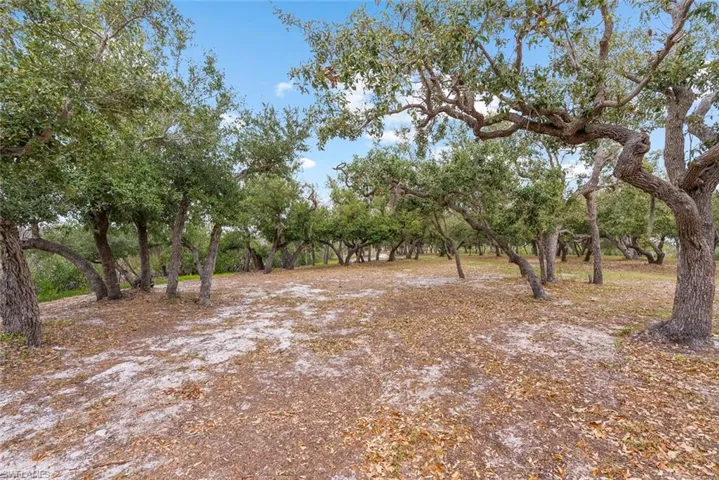 GROUNDS - The property features extensive grounds with numerous mature trees, a clear sky, and a natural, unpaved ground cover