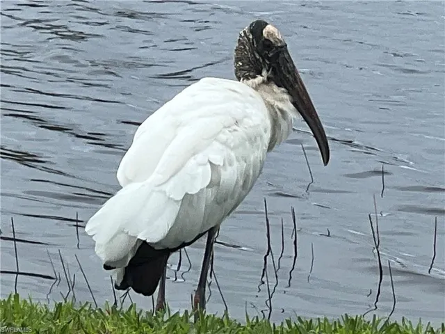 Woodstorks like the area!