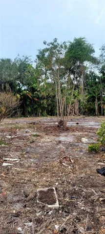 View of local wilderness