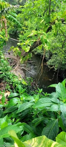 View of local wilderness