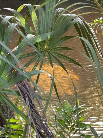 Manatee visiting the canal