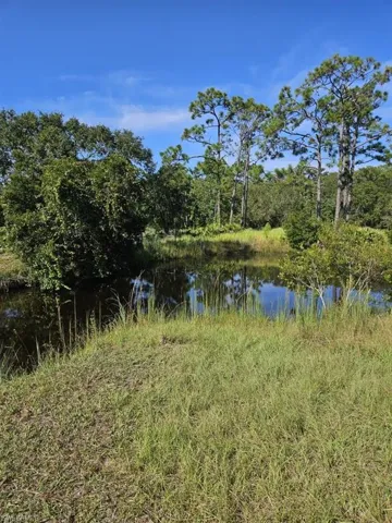 Natural water feature surrounded by lush vegetation and mature trees under a clear blue sky
