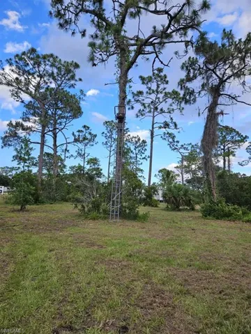 Expansive cleared lot featuring mature pine trees and natural foliage borders
