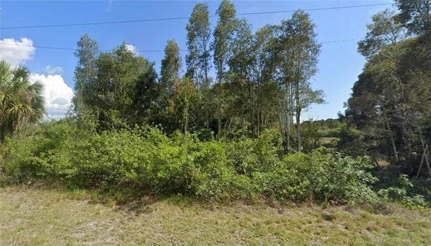 View of local wilderness