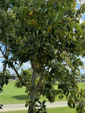 Your very own mango tree!