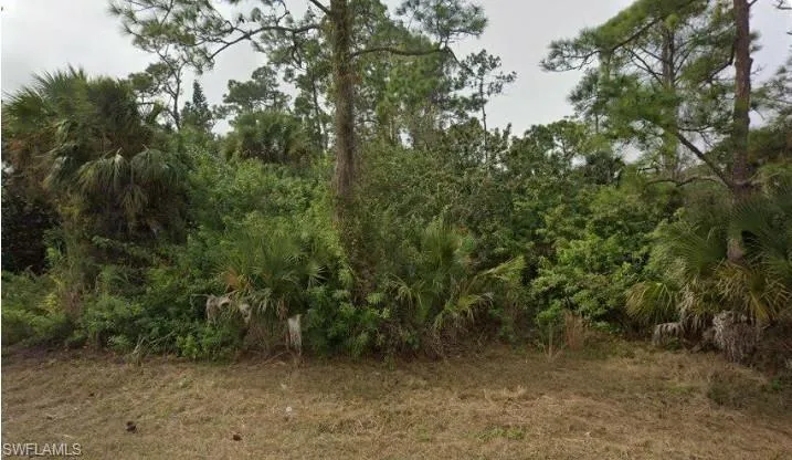 Natural vegetation parcel featuring diverse tree species