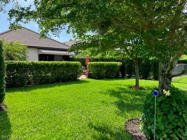 Patio hedge before recent trimming