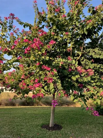 Backyard tree in bloom