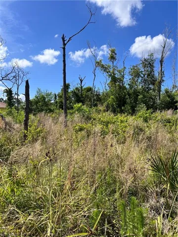View of undeveloped land