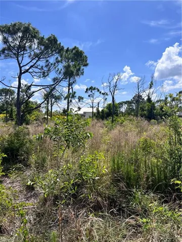 View of undeveloped land