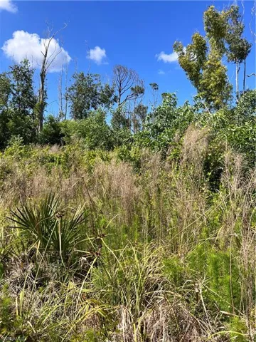 View of undeveloped land