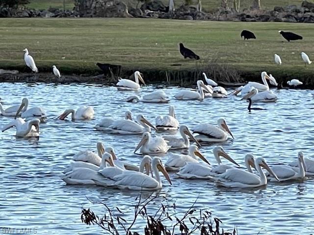 Birds of The Forest- Our Golf Courses are Audubon Certified!