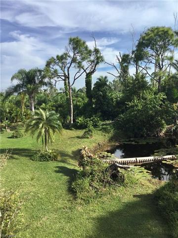 palm grove behind east side of property
