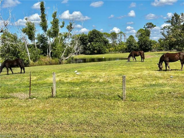 neighbor horses